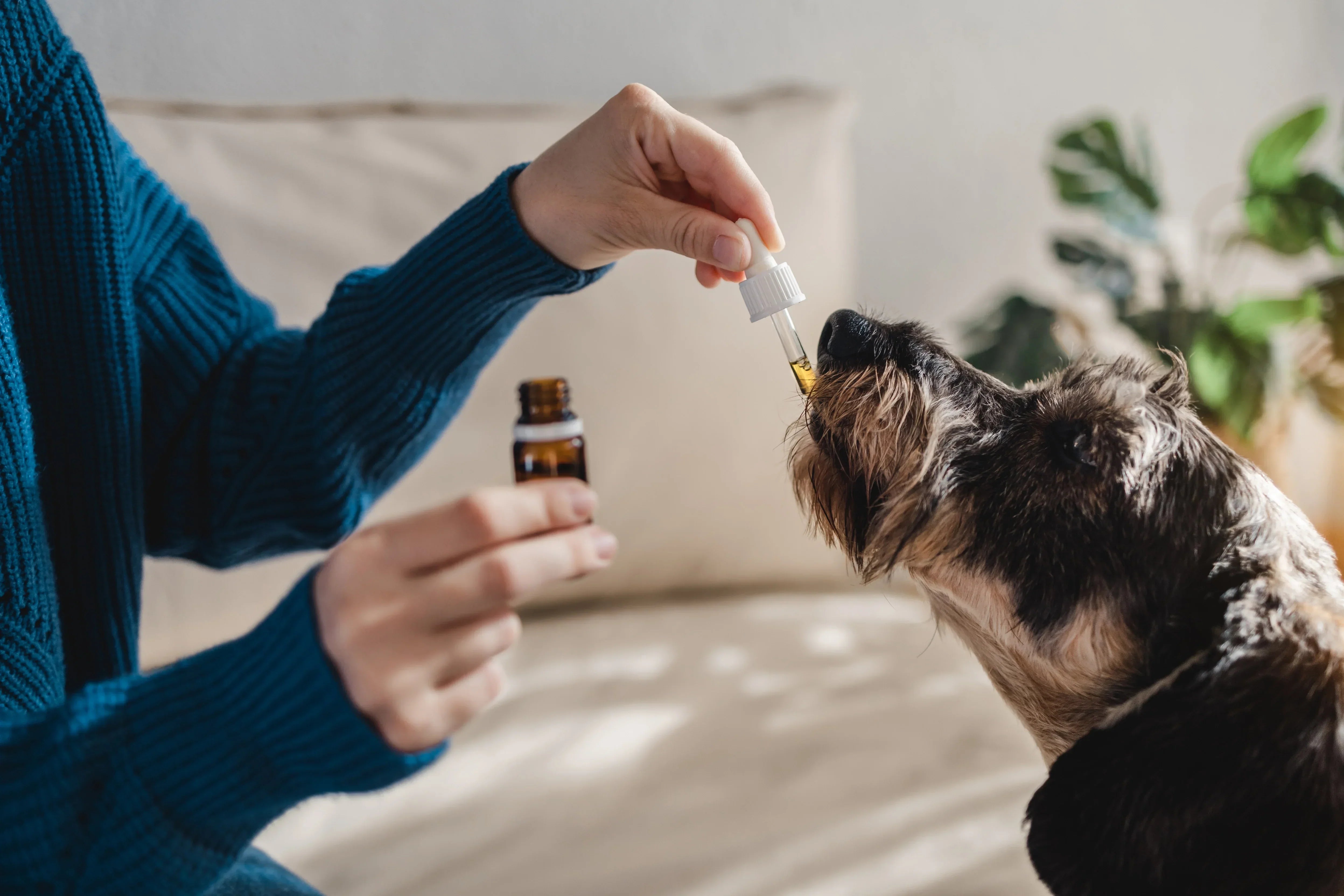 O que é o CBD para Pets e como funciona no organismo dos animais?